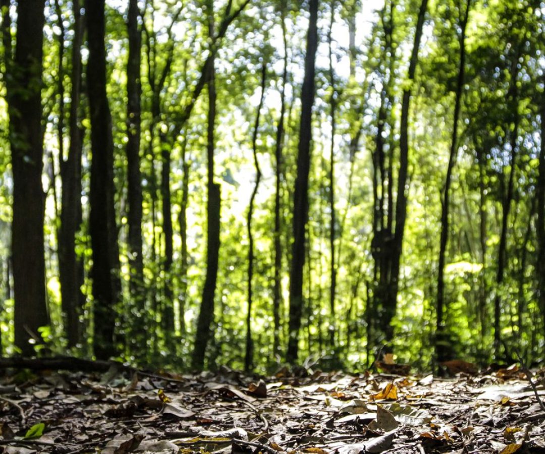 Produção florestal no país alcança recorde de R$ 47,9 bilhões em 2025