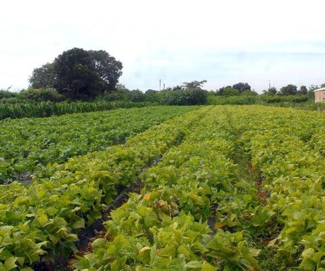 Segurança alimentar e povos indígenas têm R$ 64,3 milhões em crédito