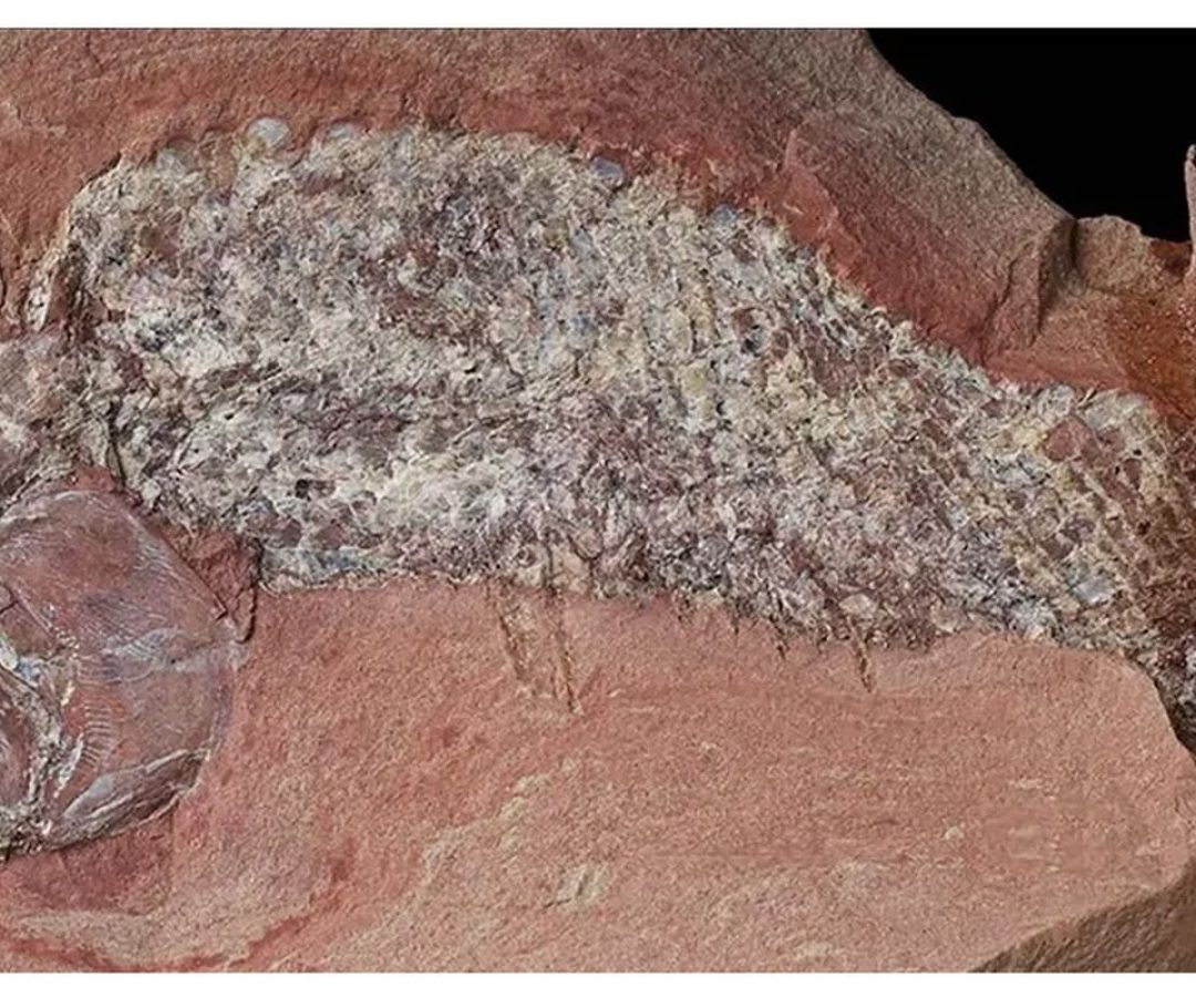 Estudo mostra fóssil de peixe pré-histórico encontrado em Mato Grosso