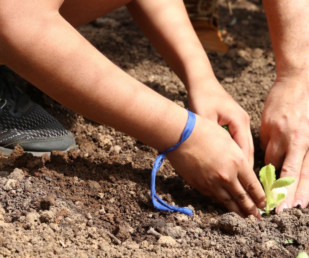 Entidades pedem apoio de candidatos em defesa da agroecologia