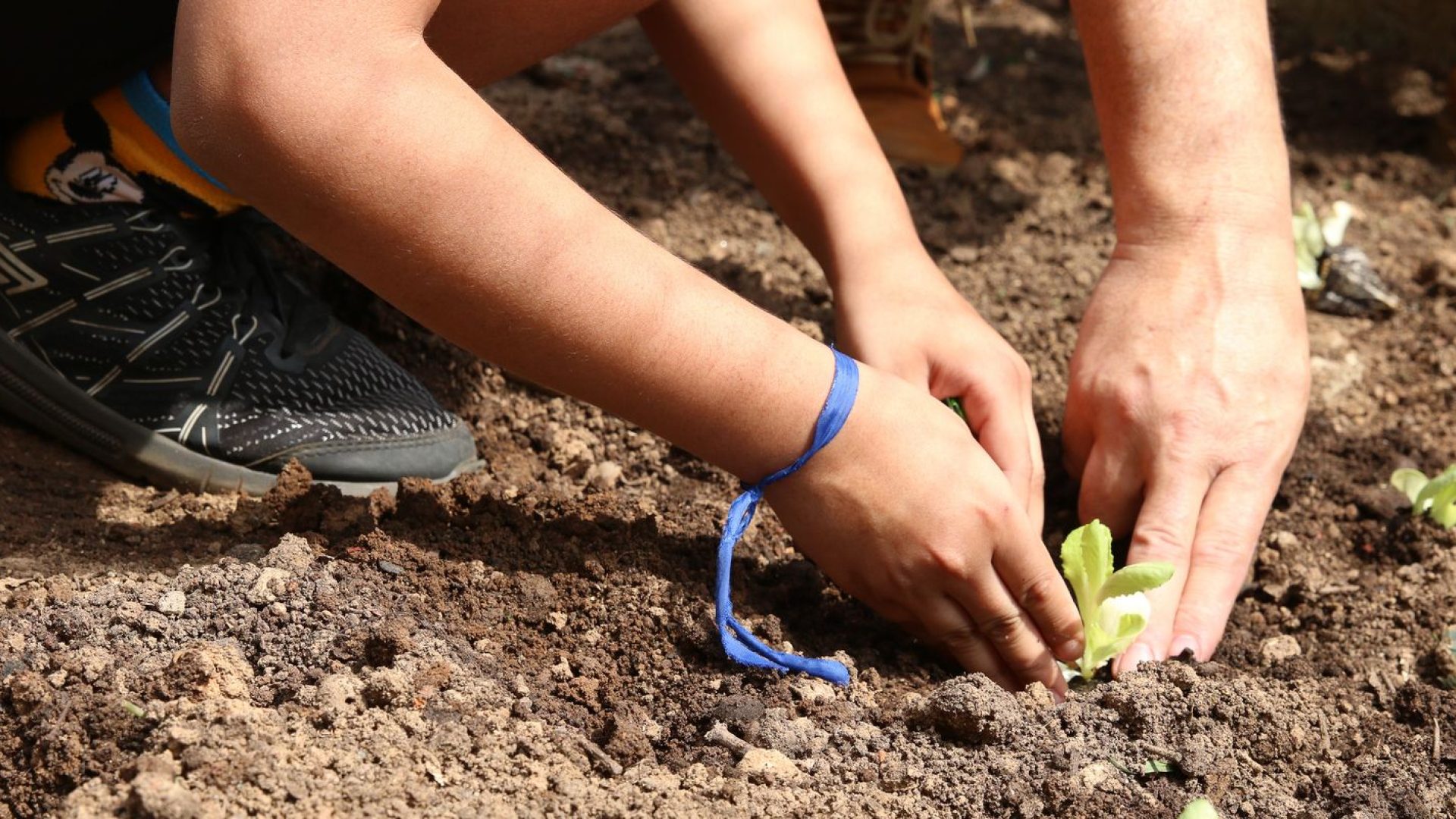 Entidades pedem apoio de candidatos em defesa da agroecologia